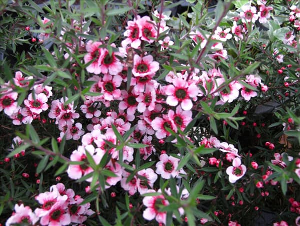 Leptospermum scoparium