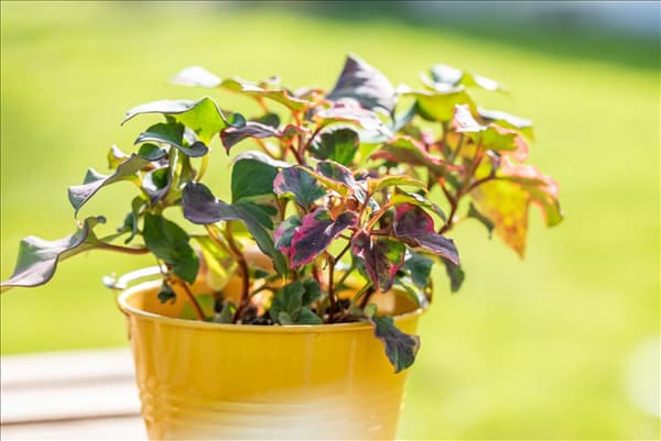 Houttuynia cordata 'Chameleon'
