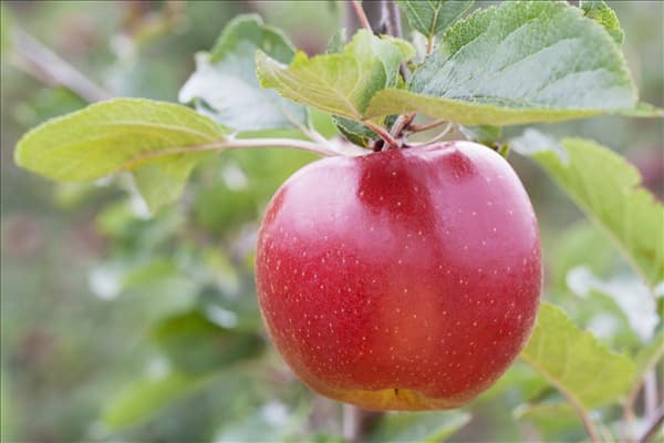 Malus domestica 'Boskoop'