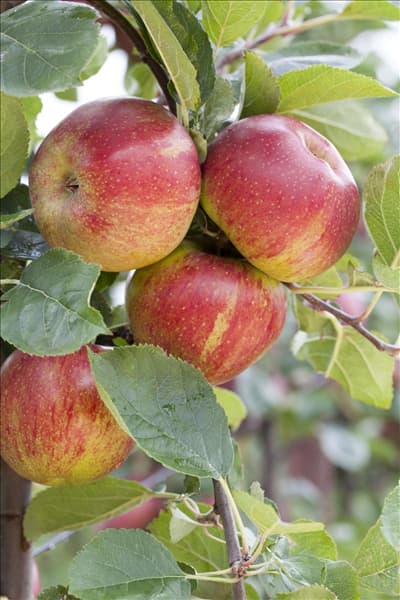 Malus domestica 'Boskoop'