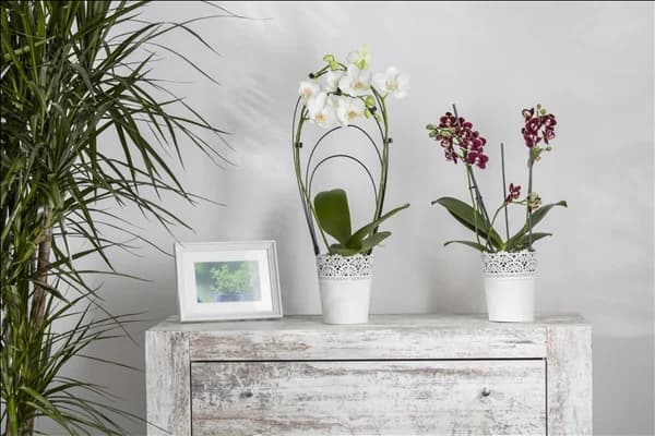 Phalaenopsis