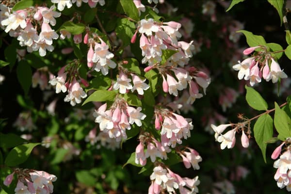 Kolkwitzia amabilis