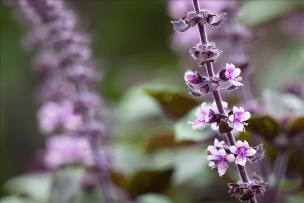 Ocimum kilimandscharicum 'African Blue'