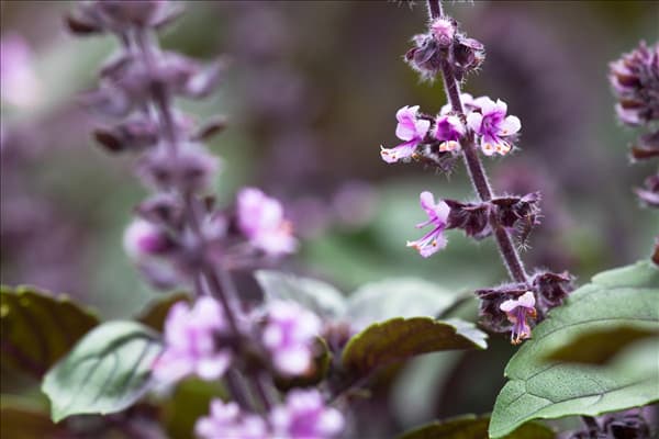 Ocimum kilimandscharicum 'African Blue'
