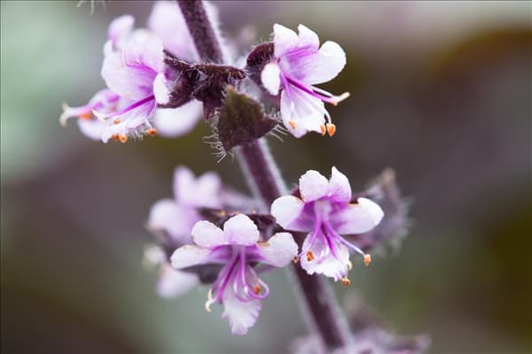 Ocimum kilimandscharicum 'African Blue'