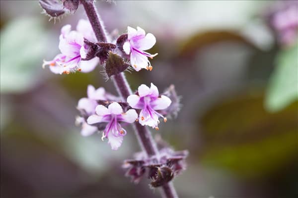 Ocimum kilimandscharicum 'African Blue'