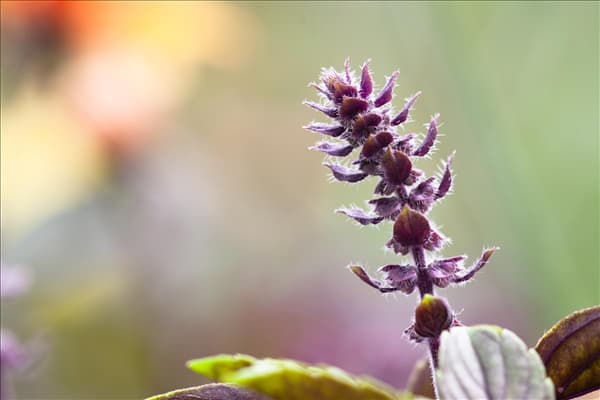 Ocimum kilimandscharicum 'African Blue'