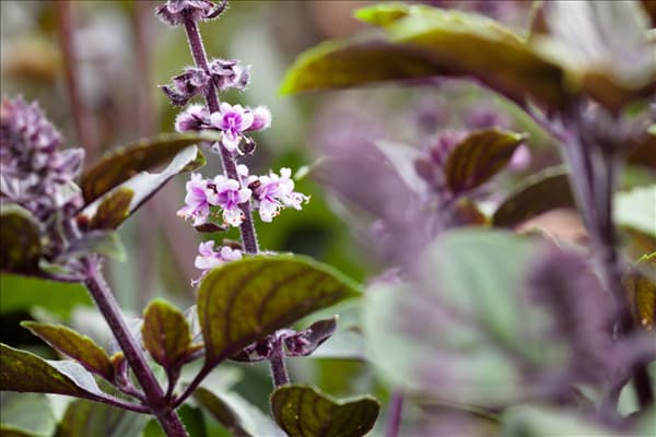 Ocimum kilimandscharicum 'African Blue'