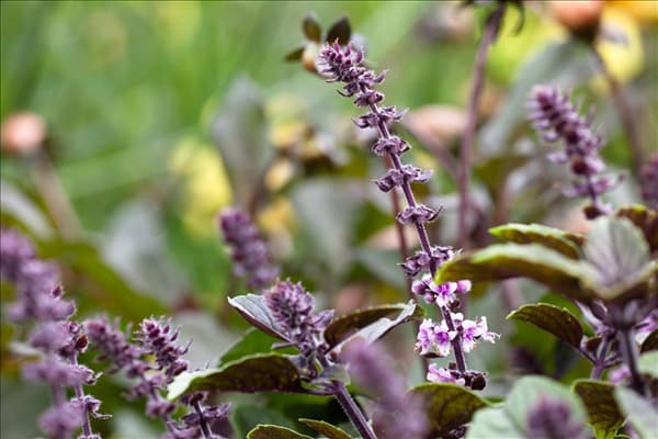 Ocimum kilimandscharicum 'African Blue'