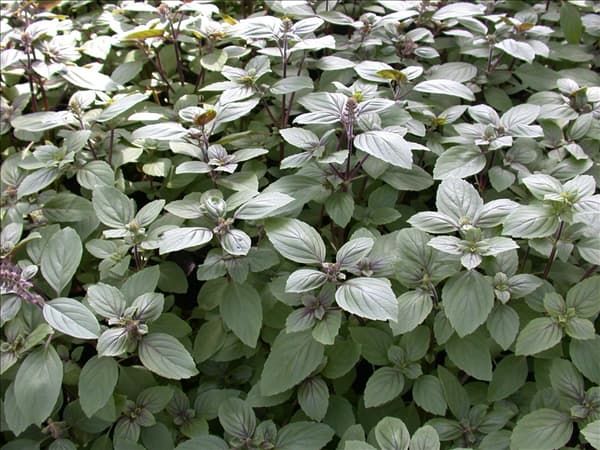 Ocimum kilimandscharicum 'African Blue'