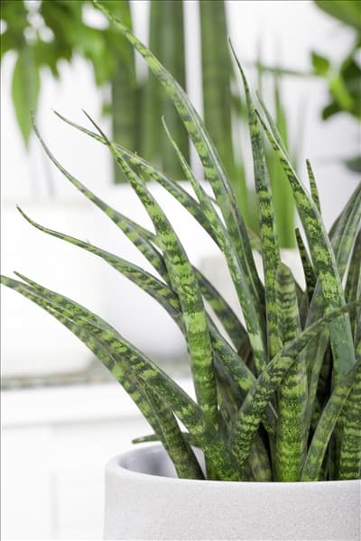Sansevieria 'Fernwood Punk'