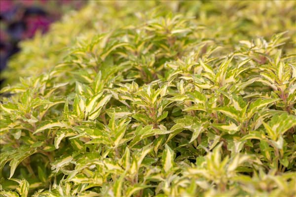 Plectranthus scutellarioides