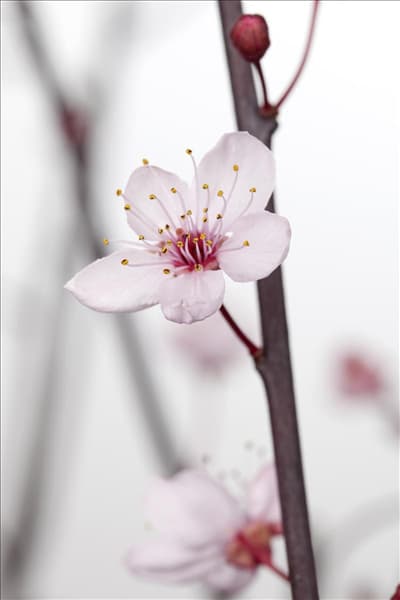 Prunus cerasifera 'Nigra'