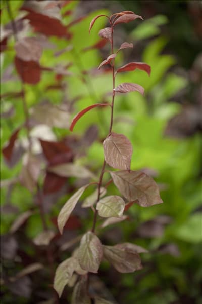 Prunus cerasifera 'Nigra'