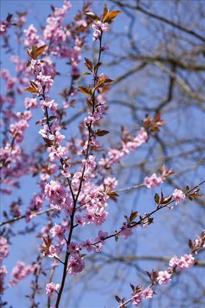 Prunus cerasifera 'Nigra'