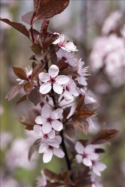 Prunus cerasifera 'Nigra'