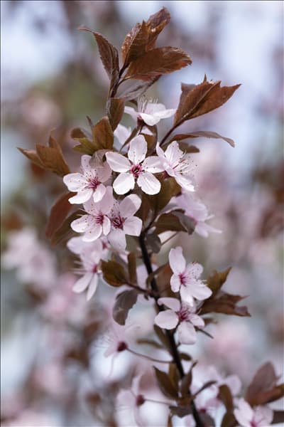 Prunus cerasifera 'Nigra'