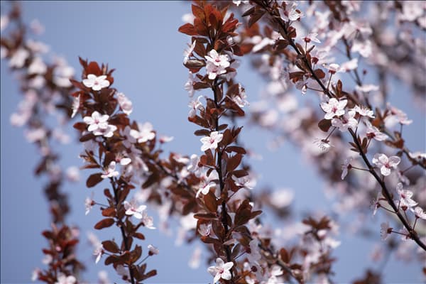 Prunus cerasifera 'Nigra'