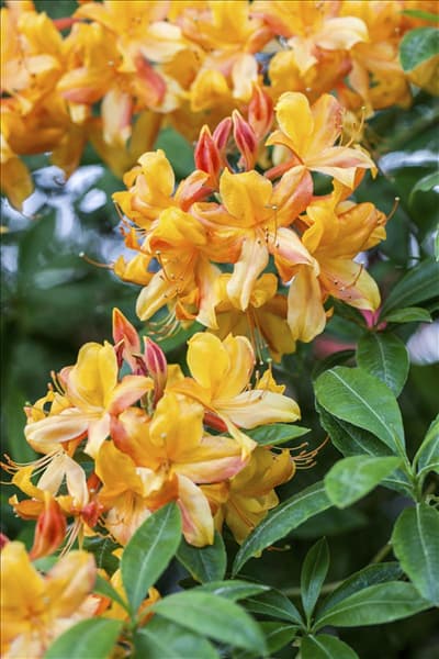 Rhododendron luteum 'Goldlack'