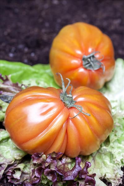 Solanum lycopersicum