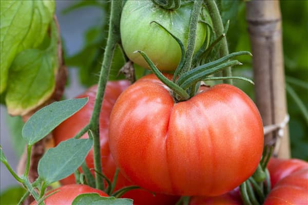 Solanum lycopersicum 'Herodes'