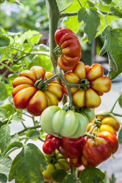 Solanum lycopersicum