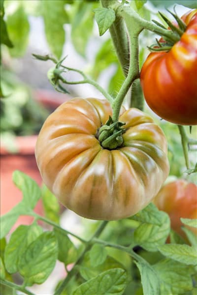 Solanum lycopersicum