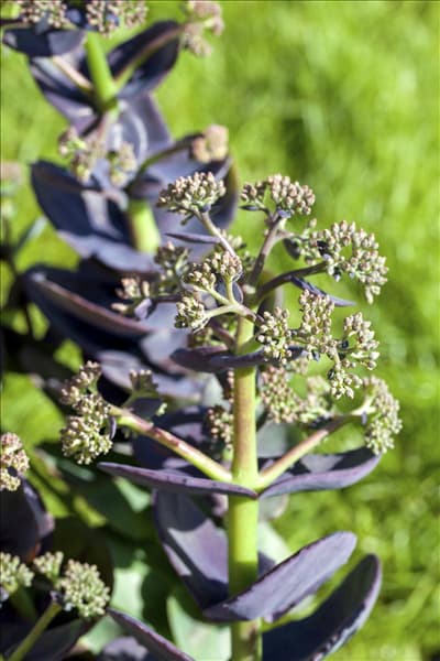 Sedum cauticola 'Bertram Anderson'