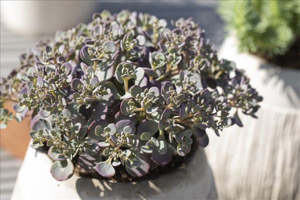 Sedum cauticola