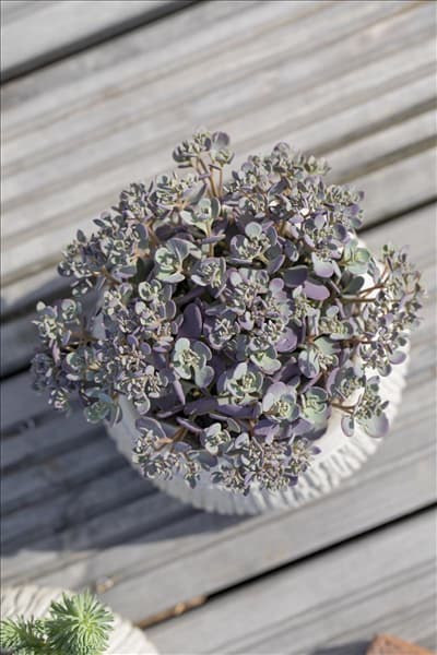 Sedum cauticola