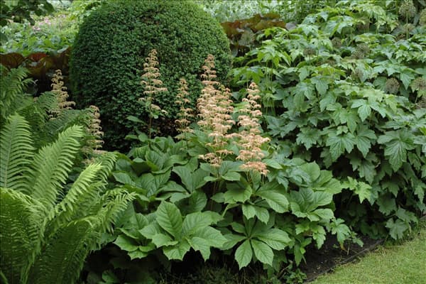 Rodgersia aesculifolia