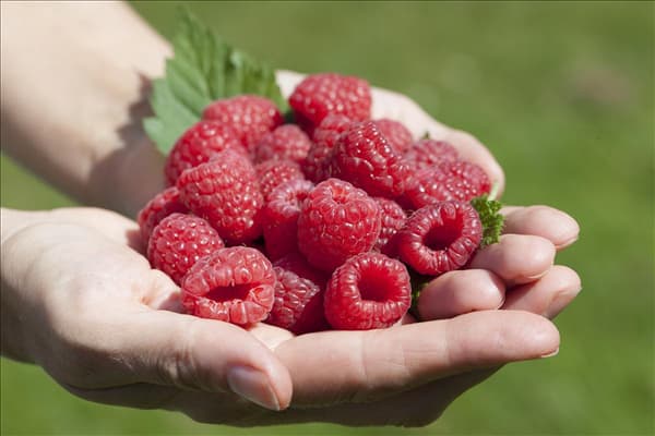 Rubus idaeus