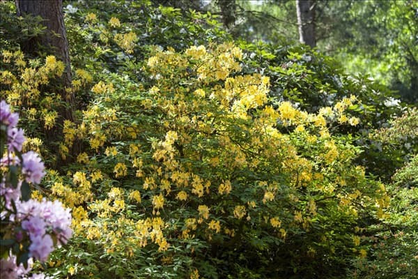 Rhododendron luteum