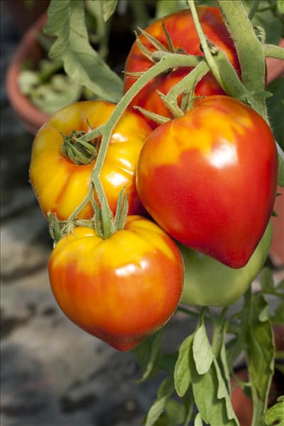Solanum lycopersicum