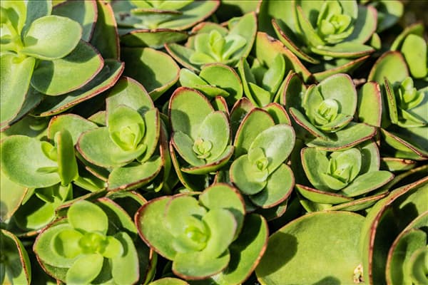 Sedum ewersii