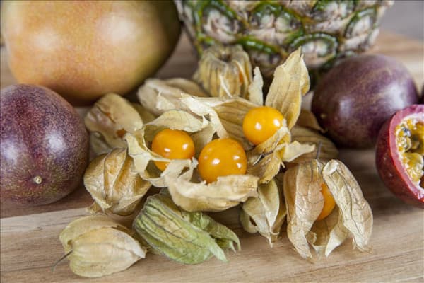 Physalis peruviana