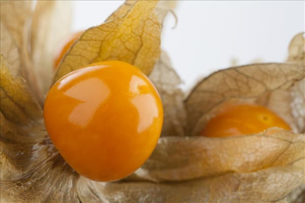 Physalis peruviana