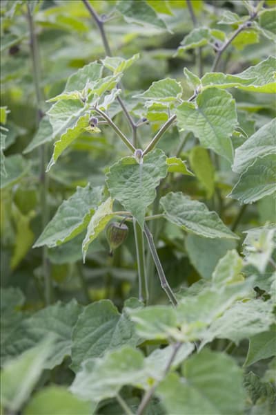 Physalis peruviana