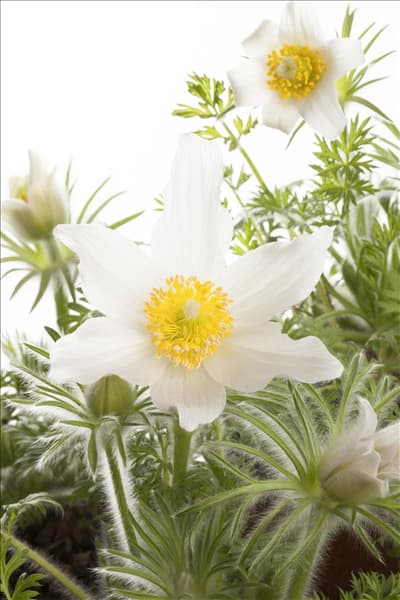 Pulsatilla vulgaris, weiß