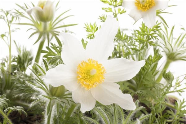 Pulsatilla vulgaris, weiß