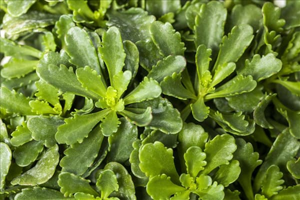 Sedum floriferum 'Weihenstephaner Gold'