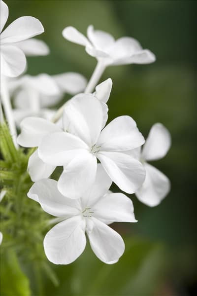 Plumbago auriculata