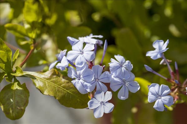 Plumbago auriculata