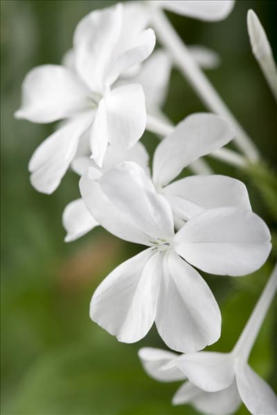 Plumbago auriculata