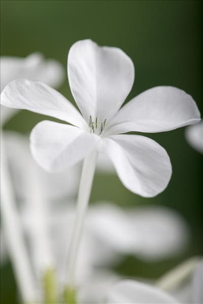 Plumbago auriculata