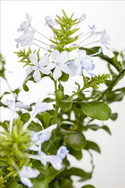 Plumbago auriculata