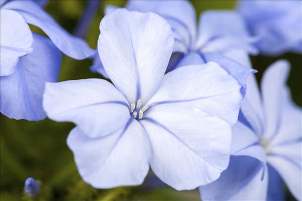 Plumbago auriculata