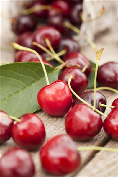 Prunus avium