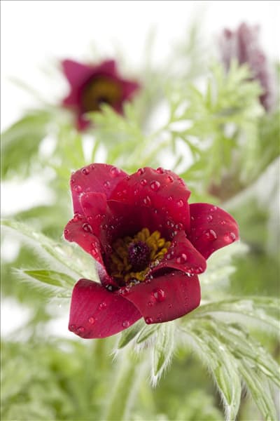 Pulsatilla vulgaris, rot