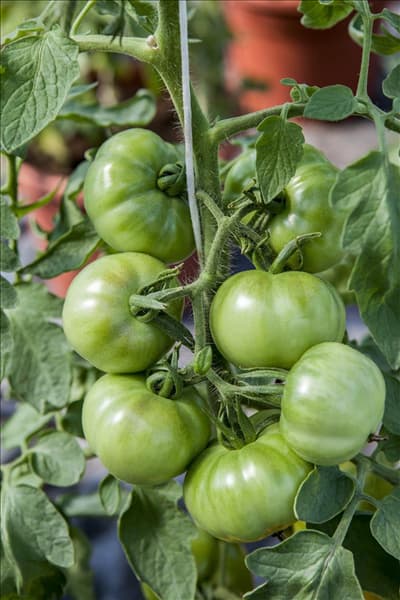 Solanum lycopersicum 'Marmande'